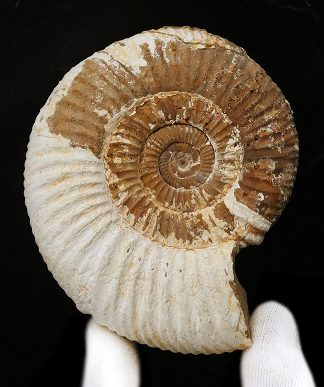 ジュラ紀の地層から採集された、10センチオーバーの大きなペリスフィンクテス(Perisphinctes)(その1)