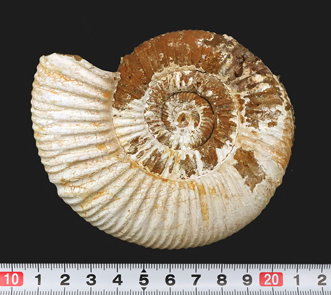 ジュラ紀の地層から採集された、10センチオーバーの大きなペリスフィンクテス(Perisphinctes)(その10)