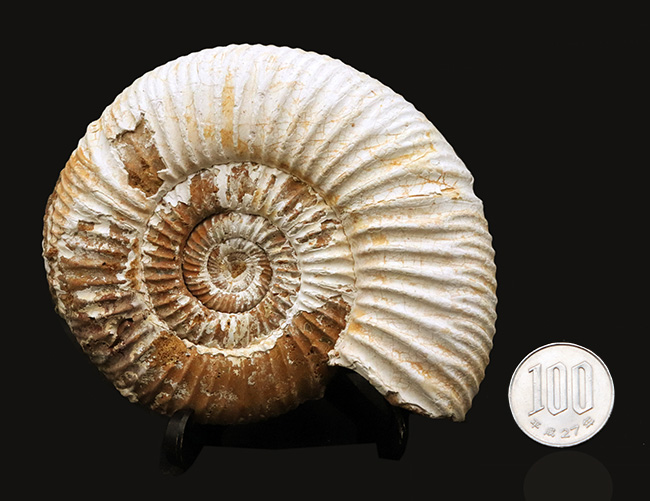 ジュラ紀の地層から採集された、10センチオーバーの大きなペリスフィンクテス(Perisphinctes)(その11)