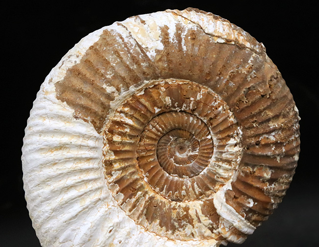ジュラ紀の地層から採集された、10センチオーバーの大きなペリスフィンクテス(Perisphinctes)(その2)