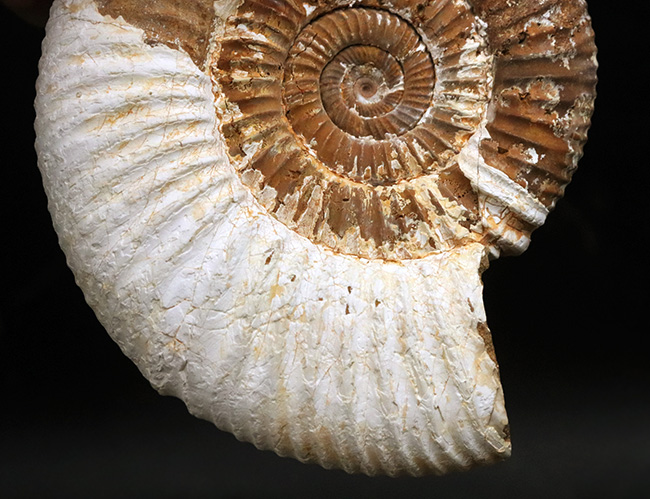 ジュラ紀の地層から採集された、10センチオーバーの大きなペリスフィンクテス(Perisphinctes)(その3)