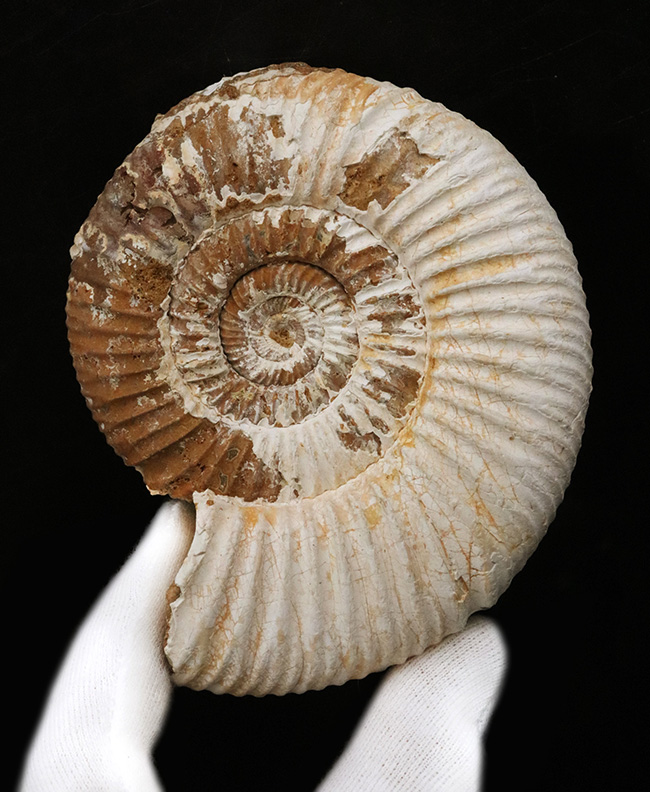 ジュラ紀の地層から採集された、10センチオーバーの大きなペリスフィンクテス(Perisphinctes)(その4)