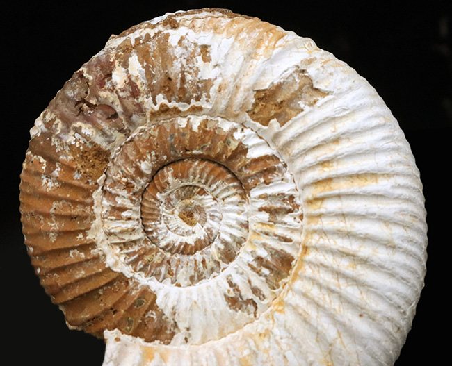 ジュラ紀の地層から採集された、10センチオーバーの大きなペリスフィンクテス(Perisphinctes)(その5)