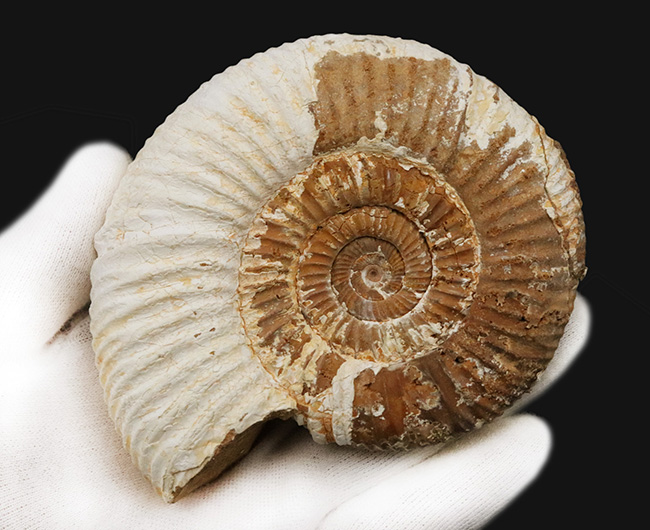 ジュラ紀の地層から採集された、10センチオーバーの大きなペリスフィンクテス(Perisphinctes)(その7)