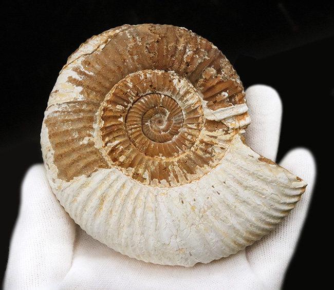ジュラ紀の地層から採集された、10センチオーバーの大きなペリスフィンクテス(Perisphinctes)(その8)