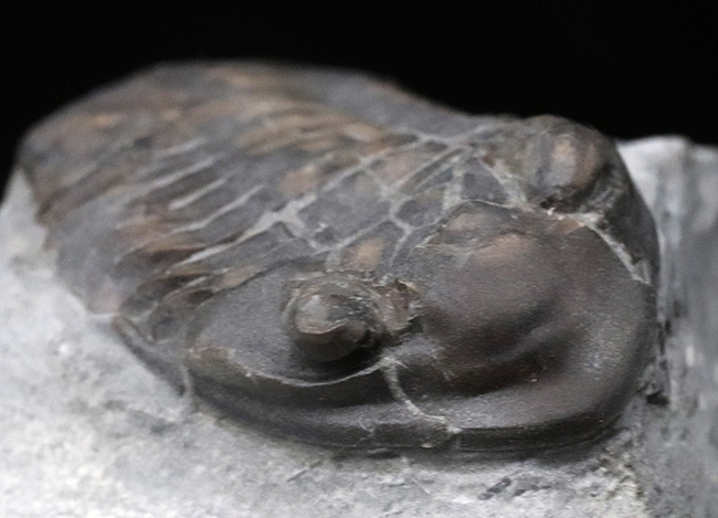 三葉虫のヘビーコレクターにご覧いただきたい、レア標本、イソテルス・マフリッツィ（Isotelus mafritzi）の良質美品（その7）