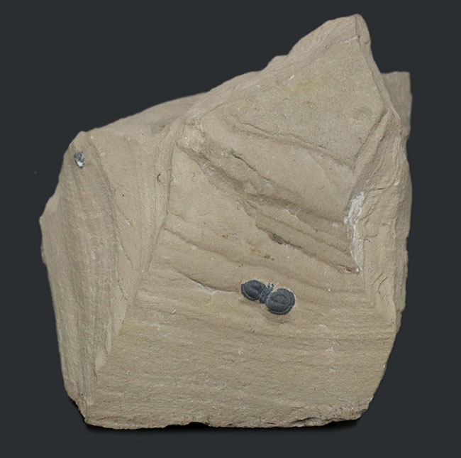 カンブリア紀の変わりモノの三葉虫、ペロノプシス（Peronopsis interstrictus）の化石（その1）