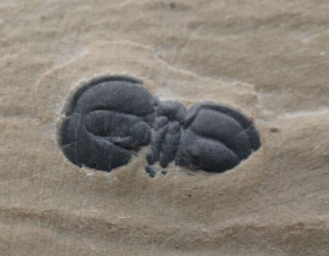 カンブリア紀の変わりモノの三葉虫、ペロノプシス（Peronopsis interstrictus）の化石（その2）