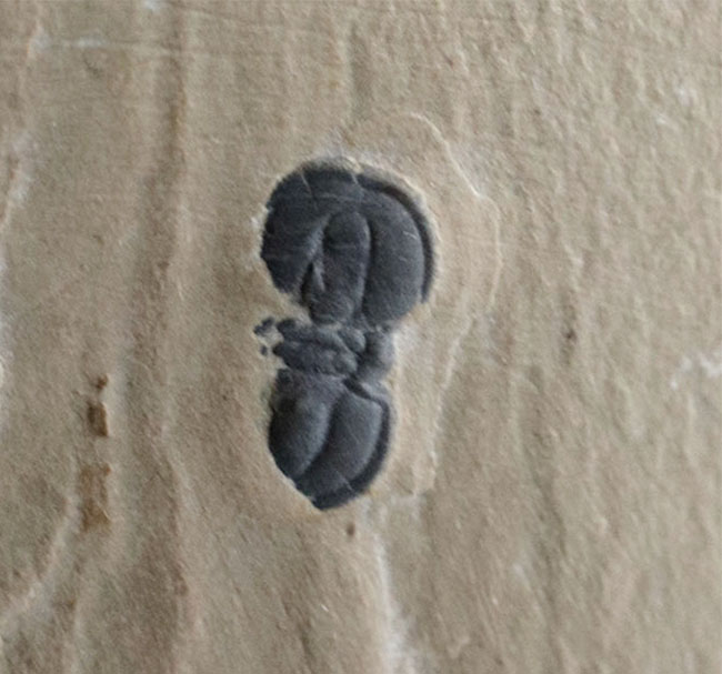 カンブリア紀の変わりモノの三葉虫、ペロノプシス（Peronopsis interstrictus）の化石（その5）