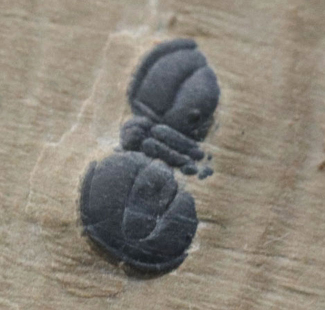 カンブリア紀の変わりモノの三葉虫、ペロノプシス（Peronopsis interstrictus）の化石（その6）