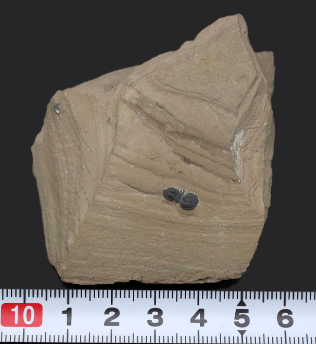 カンブリア紀の変わりモノの三葉虫、ペロノプシス（Peronopsis interstrictus）の化石（その8）
