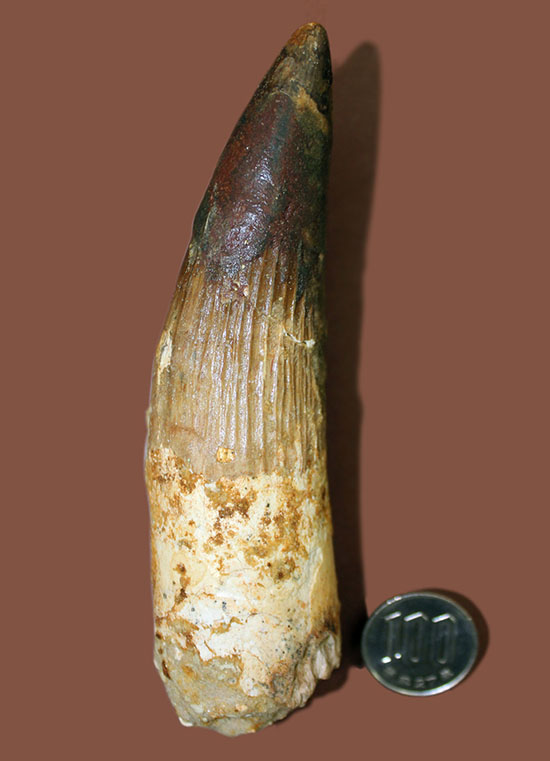 E24840】本物 特大 スピノサウルスの歯化石 スピノサウルス 歯