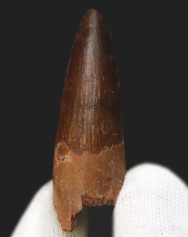 上質!約1億年前の北アフリカの王者、史上最大級の獣脚類恐竜、スピノサウルス(Spinosaurus)の歯化石(その1)