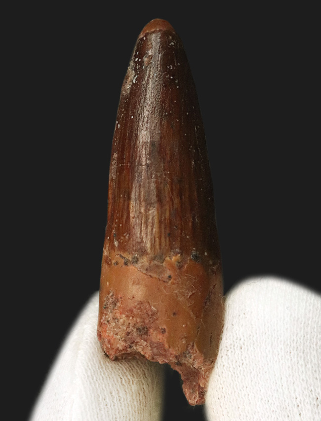 上質!約1億年前の北アフリカの王者、史上最大級の獣脚類恐竜、スピノサウルス(Spinosaurus)の歯化石(その2)