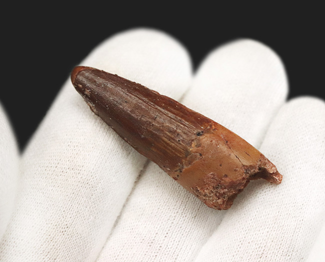上質!約1億年前の北アフリカの王者、史上最大級の獣脚類恐竜、スピノサウルス(Spinosaurus)の歯化石(その3)