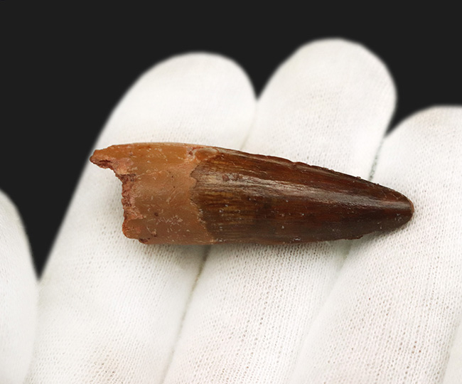上質!約1億年前の北アフリカの王者、史上最大級の獣脚類恐竜、スピノサウルス(Spinosaurus)の歯化石(その4)