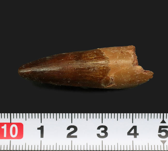上質!約1億年前の北アフリカの王者、史上最大級の獣脚類恐竜、スピノサウルス(Spinosaurus)の歯化石(その6)