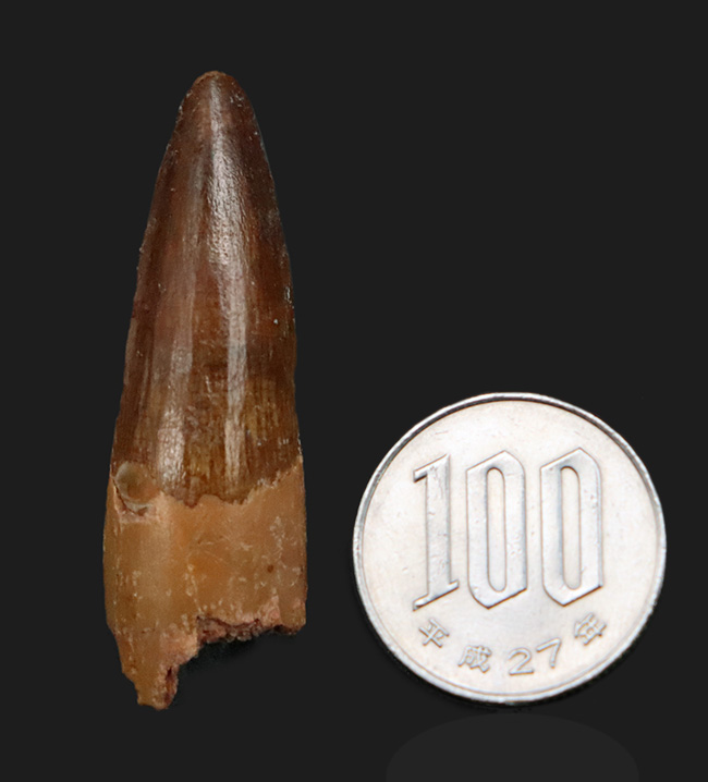 上質!約1億年前の北アフリカの王者、史上最大級の獣脚類恐竜、スピノサウルス(Spinosaurus)の歯化石(その7)