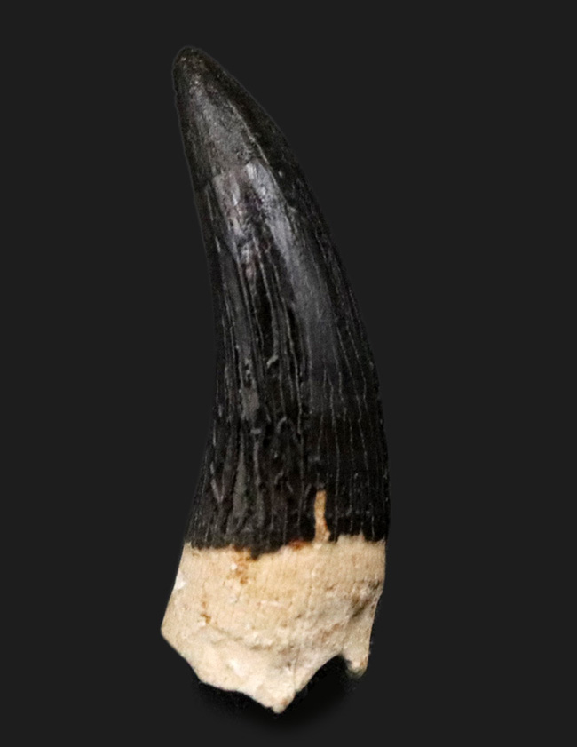 黒色のエナメル質！非常に珍しいロシア産のエラスモサウルス（Elasmosaurus、首長竜の仲間）の歯化石（その3）