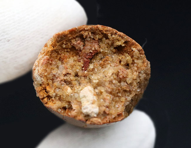 太く美しい!上質のブラウンのエナメル質が保存された、1億年前の北アフリカの雄、スピノサウルス(Spinosaurus)の歯化石(その5)