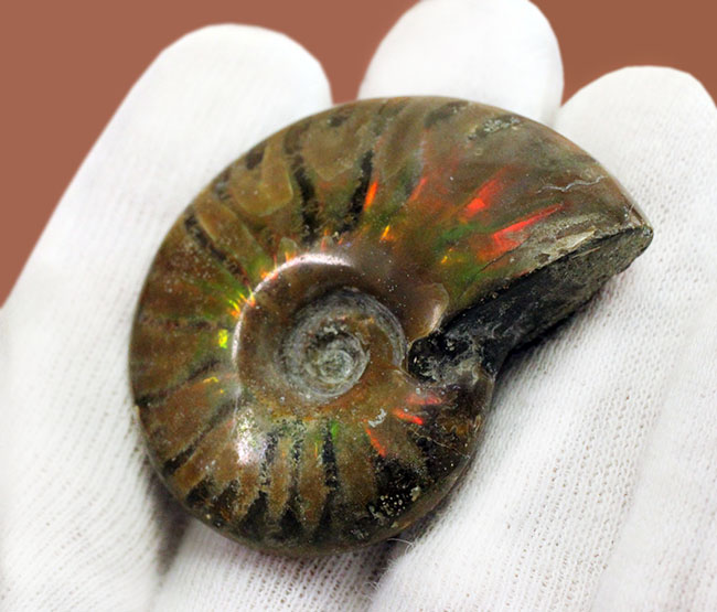 約1億2000万年前の遊色アンモナイトを手にしてみませんか?白亜紀マダガスカル産、クレオニセラス(Cleoniceras)(その2)