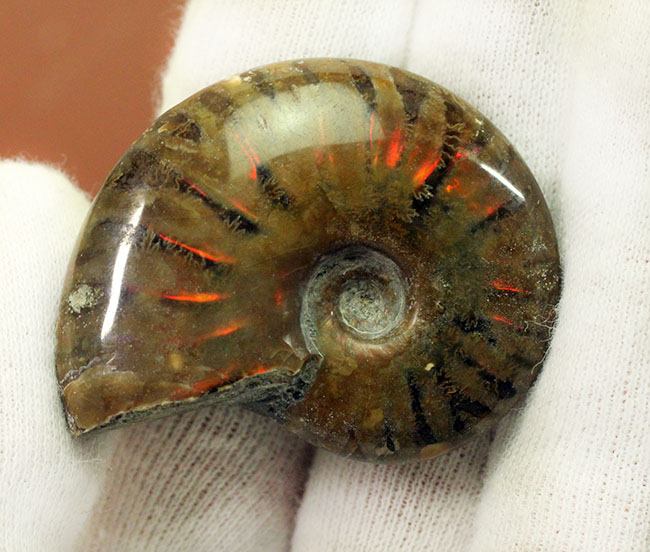 約1億2000万年前の遊色アンモナイトを手にしてみませんか?白亜紀マダガスカル産、クレオニセラス(Cleoniceras)(その3)