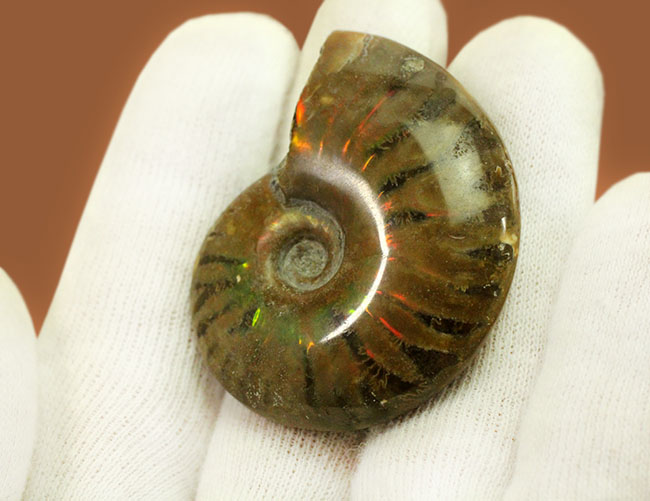 約1億2000万年前の遊色アンモナイトを手にしてみませんか?白亜紀マダガスカル産、クレオニセラス(Cleoniceras)(その4)
