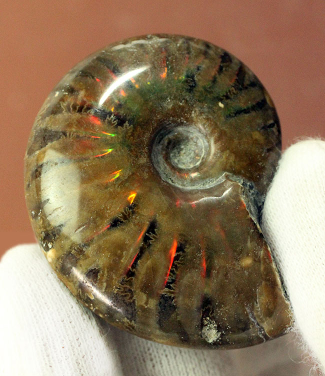 約1億2000万年前の遊色アンモナイトを手にしてみませんか?白亜紀マダガスカル産、クレオニセラス(Cleoniceras)(その5)