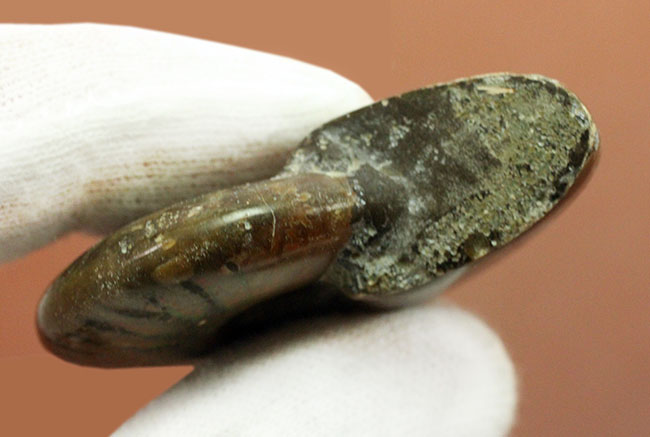 約1億2000万年前の遊色アンモナイトを手にしてみませんか?白亜紀マダガスカル産、クレオニセラス(Cleoniceras)(その6)