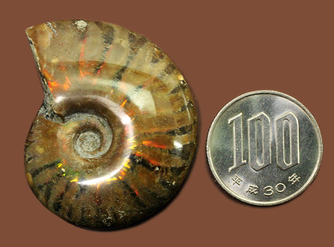 約1億2000万年前の遊色アンモナイトを手にしてみませんか?白亜紀マダガスカル産、クレオニセラス(Cleoniceras)(その7)