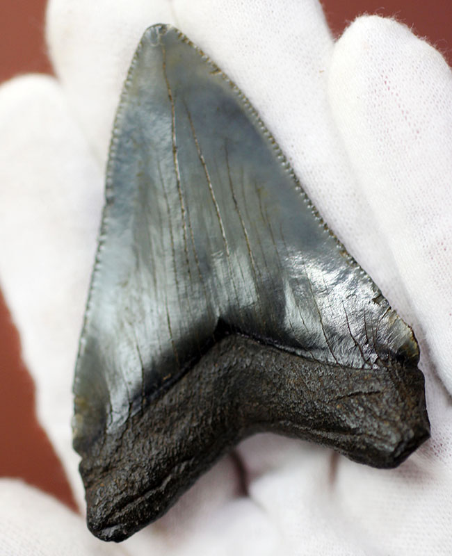 限りなくパーフェクト、史上最大級の肉食ザメとして知られるメガロドン(Carcharocles megalodon)の歯化石(その1)