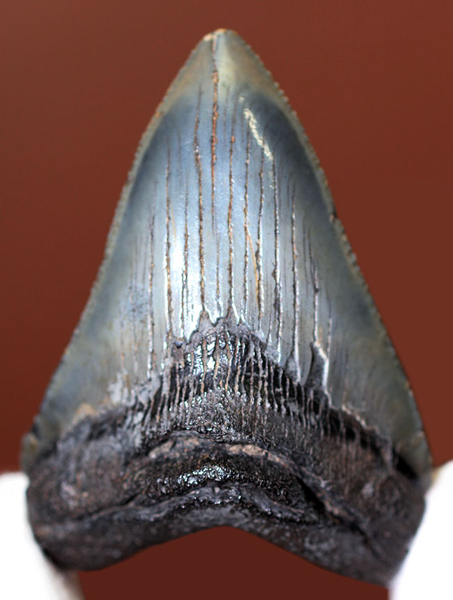 限りなくパーフェクト、史上最大級の肉食ザメとして知られるメガロドン(Carcharocles megalodon)の歯化石(その2)