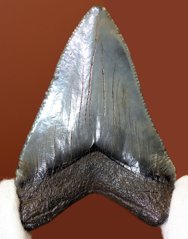 限りなくパーフェクト、史上最大級の肉食ザメとして知られるメガロドン(Carcharocles megalodon)の歯化石(その3)