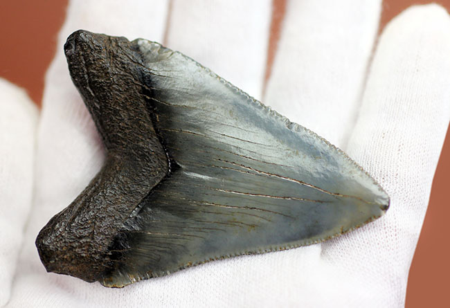 限りなくパーフェクト、史上最大級の肉食ザメとして知られるメガロドン(Carcharocles megalodon)の歯化石(その5)