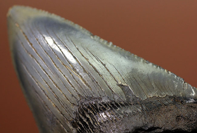 限りなくパーフェクト、史上最大級の肉食ザメとして知られるメガロドン(Carcharocles megalodon)の歯化石(その6)