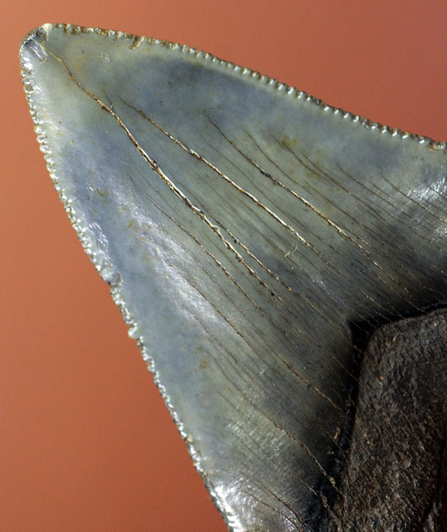 限りなくパーフェクト、史上最大級の肉食ザメとして知られるメガロドン（Carcharocles megalodon）の歯化石（その7）