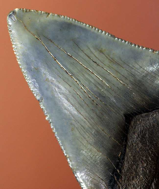 限りなくパーフェクト、史上最大級の肉食ザメとして知られるメガロドン(Carcharocles megalodon)の歯化石(その7)