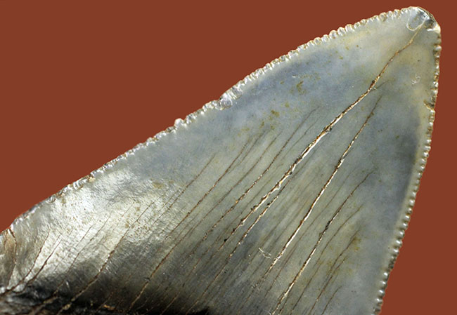 限りなくパーフェクト、史上最大級の肉食ザメとして知られるメガロドン（Carcharocles megalodon）の歯化石（その8）