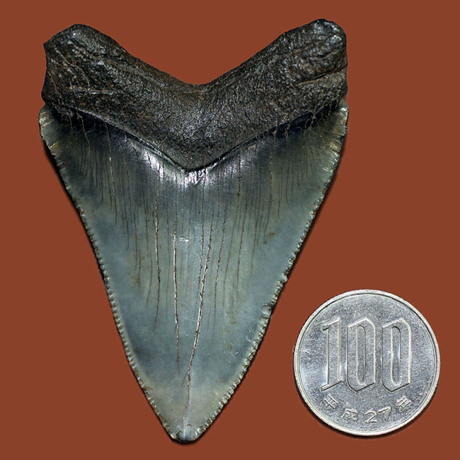 限りなくパーフェクト、史上最大級の肉食ザメとして知られるメガロドン(Carcharocles megalodon)の歯化石(その9)