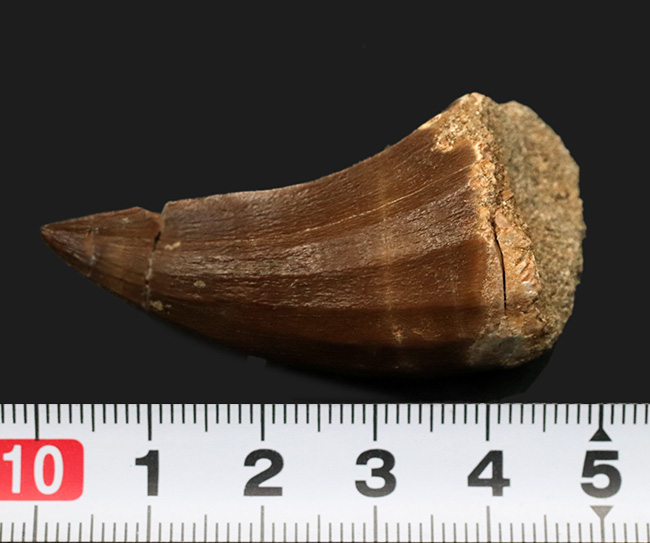 太い!鋭い!美しい!白亜紀後期の海の頂点捕食者、モササウルス(Mosasaurus)の立派な歯化石(その7)