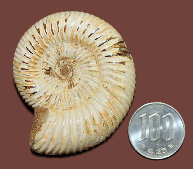 ジュラ紀中後期の示準化石、マダガスカル産ペリスフィンクテス（Perisphinctes sp.）の高品位標本（その11）