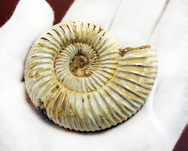 ジュラ紀中後期の示準化石、マダガスカル産ペリスフィンクテス（Perisphinctes sp.）の高品位標本（その3）