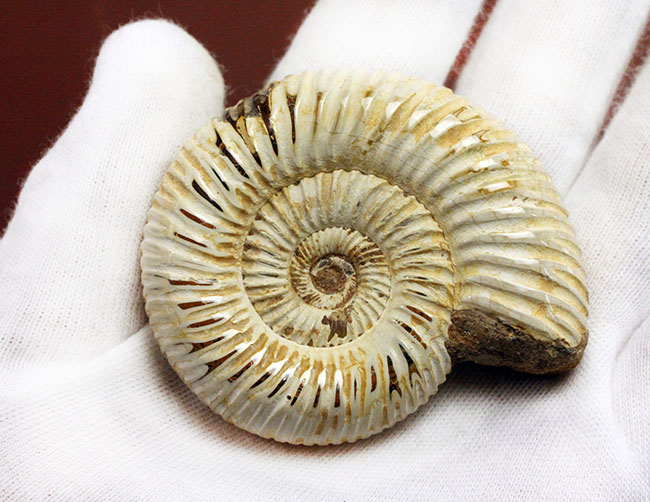 ジュラ紀中後期の示準化石、マダガスカル産ペリスフィンクテス（Perisphinctes sp.）の高品位標本（その4）