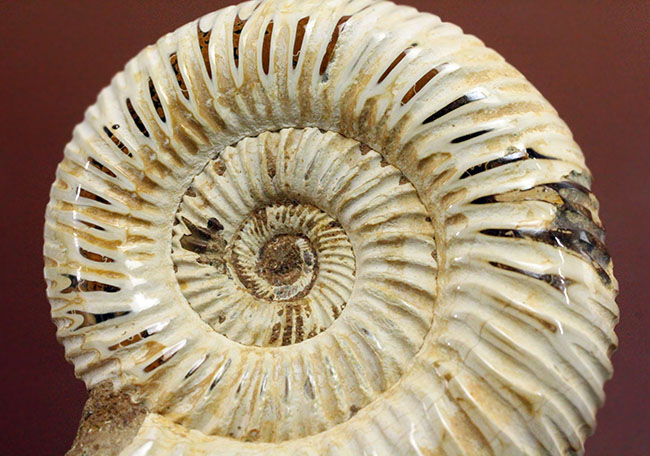 ジュラ紀中後期の示準化石、マダガスカル産ペリスフィンクテス（Perisphinctes sp.）の高品位標本（その6）