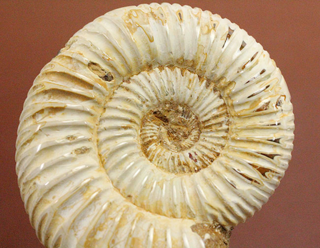 ジュラ紀中後期の示準化石、マダガスカル産ペリスフィンクテス（Perisphinctes sp.）の高品位標本（その8）