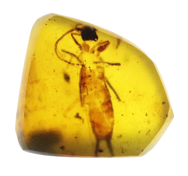 レア！ 肉眼で観察可能な約15ミリの大きなハサミムシを内包した、約1億