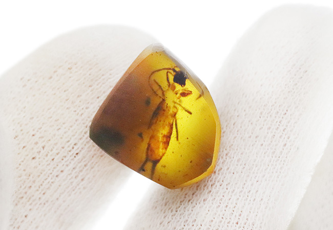 レア！ 肉眼で観察可能な約15ミリの大きなハサミムシを内包した、約1億