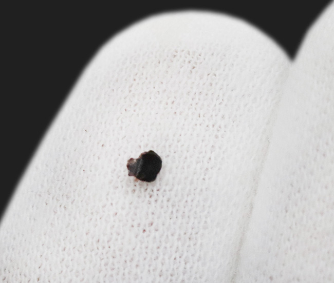 この小さな歯に大きなドラマが潜む!極めて希少な、白亜紀末期の小型哺乳類、メソドマ(Mesodma)の歯化石(その3)