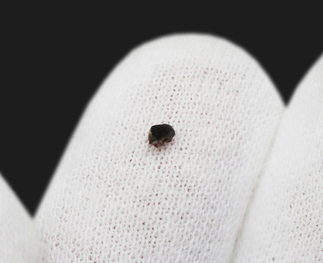 この小さな歯に大きなドラマが潜む!極めて希少な、白亜紀末期の小型哺乳類、メソドマ(Mesodma)の歯化石(その4)