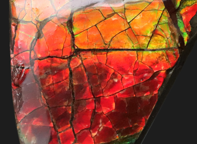 燃えるような赤、橙を呈する、カナダ・アルバータ州産の宝石、アンモライト(Ammolite)の天然石(その2)